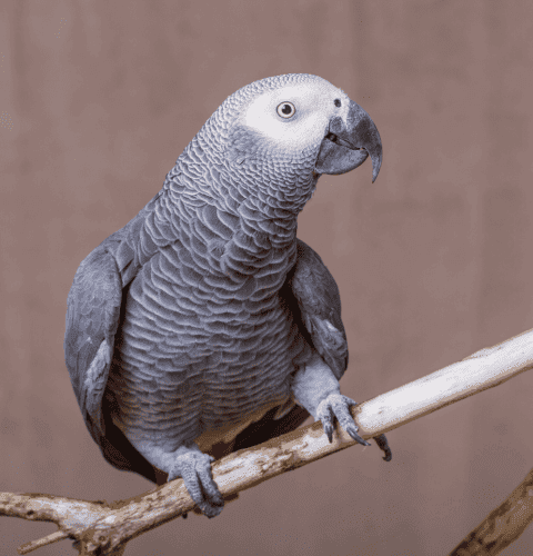 Bird Sitting