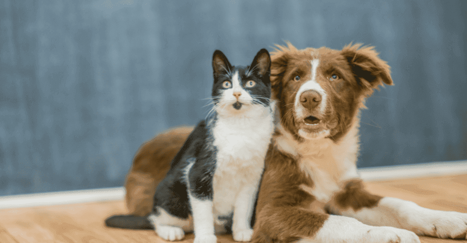Cat and Dog